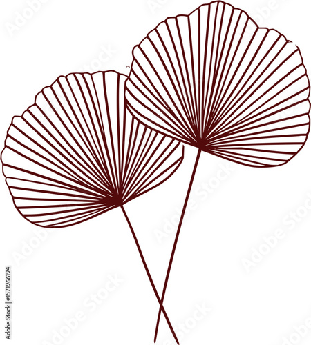 Illustration of two fan shaped leaves with linear details and thin stems in a maroon color palette