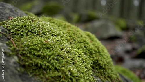 Lush green moss with glistening water droplets on a forest rock, a macro view.