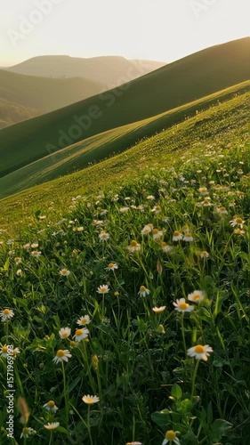 Wild Flowers on the Hills with Golden Hour
