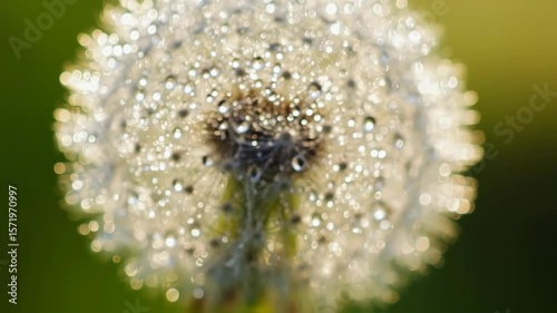 Close-up of Dandelion with Dewy Morning