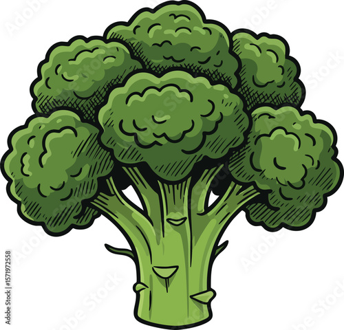 Broccoli vegetable fresh green healthy food nutrition natural organic illustration vector