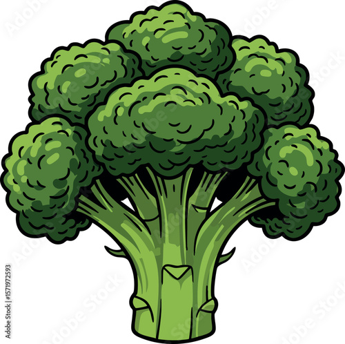 Broccoli vegetable fresh green healthy food nutrition natural organic illustration vector