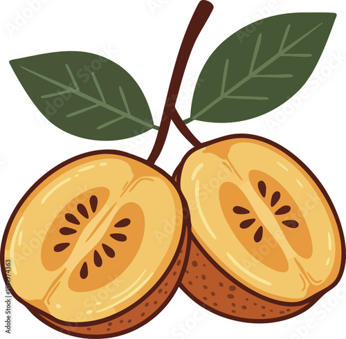 Sapodilla fruit vector illustration with seeds and green leaves natural style