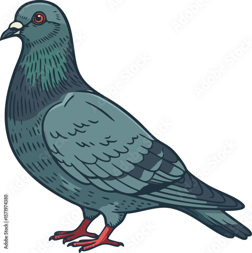 Pigeon bird standing sideways detailed vector illustration with blue and grey feathers