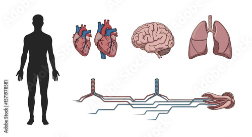 Anatomical illustration of human body silhouette with internal organs and respiratory system shown