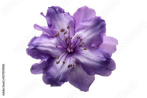 3D Render a purple flower with yellow stamens on a white background