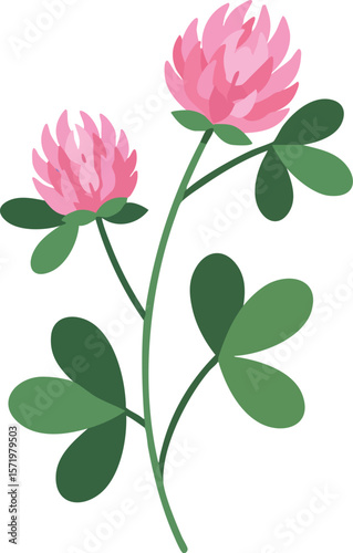 Pink clover flower plant with green leaves vector illustration natural botanical design