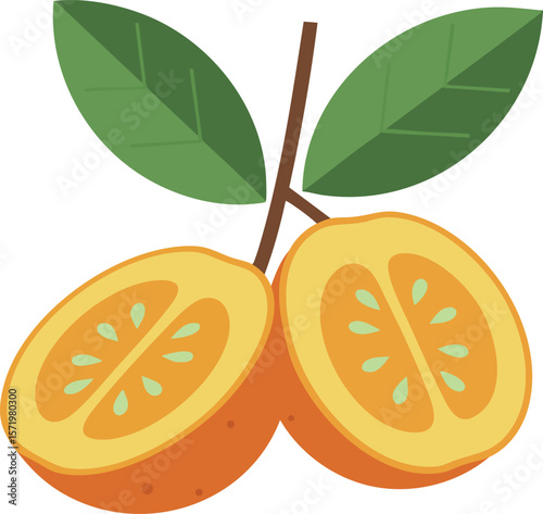 Loquat fruit with green leaves vector illustration in bright orange and green colors