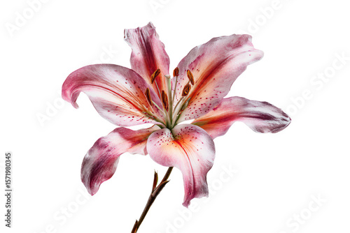 3D Render a pink flower with a stem on a white background