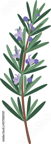 Rosemary Herb Branch with Green Leaves and Purple Flowers Vector Illustration