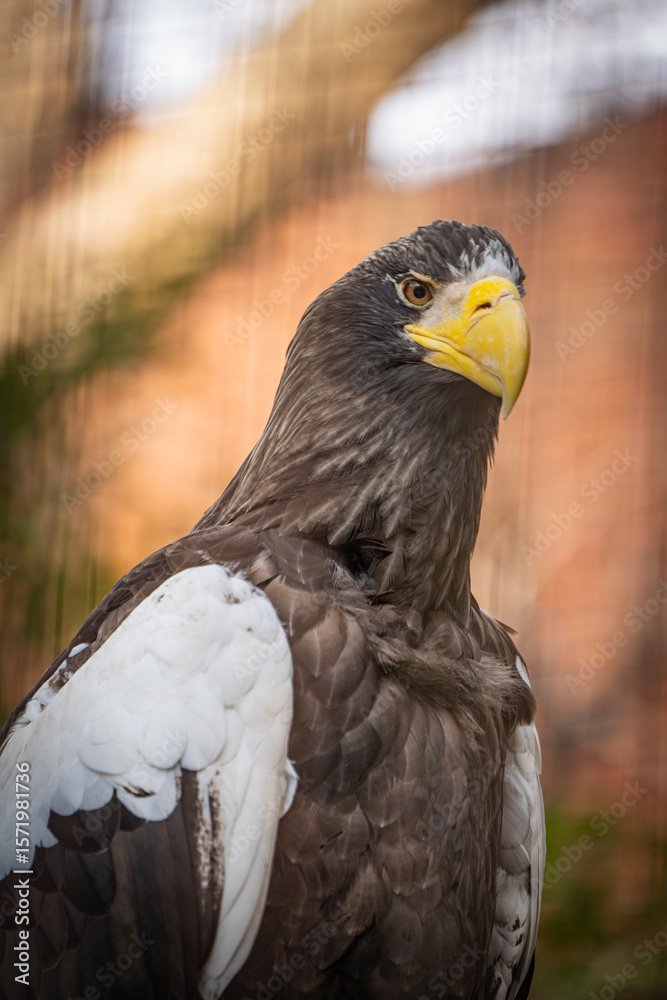 Obraz premium 動物園の動物