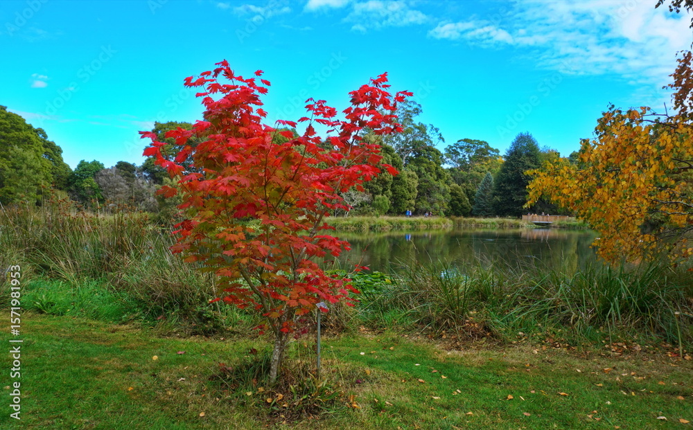 Obraz premium autumn landscape with lake and trees