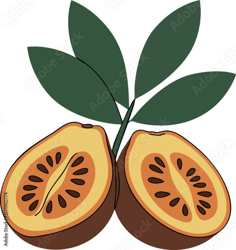 Sapodilla fruit cut open with green leaves vector illustration natural food concept