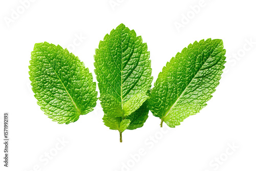 3D Render a group of three green leaves on a white surface