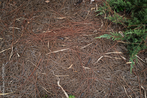 Dry pine needles scattered across the forest floor create a natural brown texture, with a touch of green foliage in the corner. Ideal for backgrounds and organic design themes.