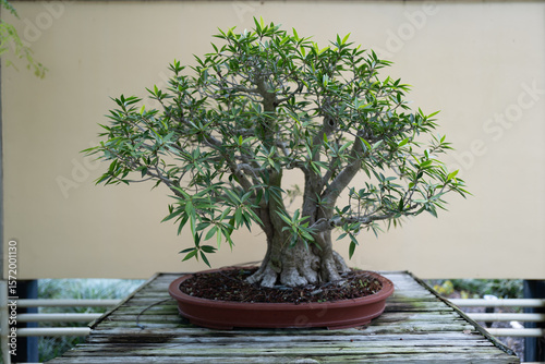 Close-up of a mature bonsai tree in a shallow pot on a weathered wooden table. The background is neutral, emphasizing the delicate branches and dense green foliage.