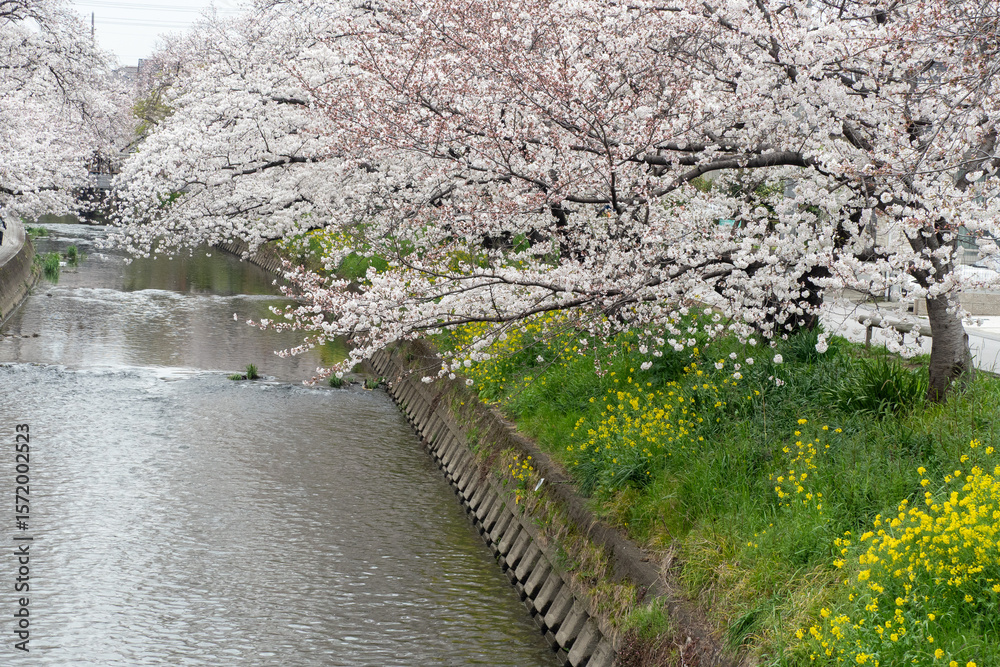 Fototapeta premium cherry blossoms with canola flower