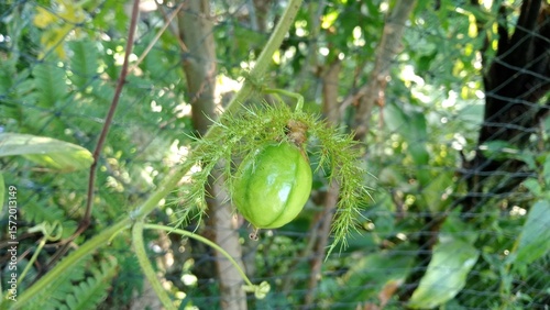 Close up of passiflora foetida 