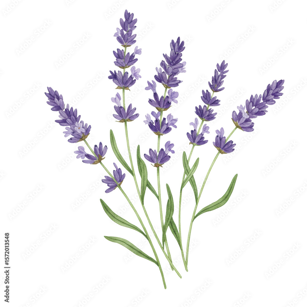 Obraz premium Hand drawn watercolor illustration of purple lavender flowers with green stems isolated on a transparent background, png, cutout