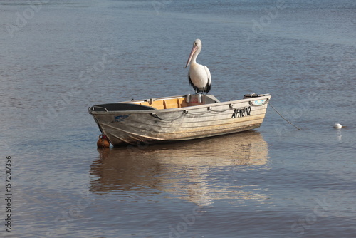 Australian Pelican