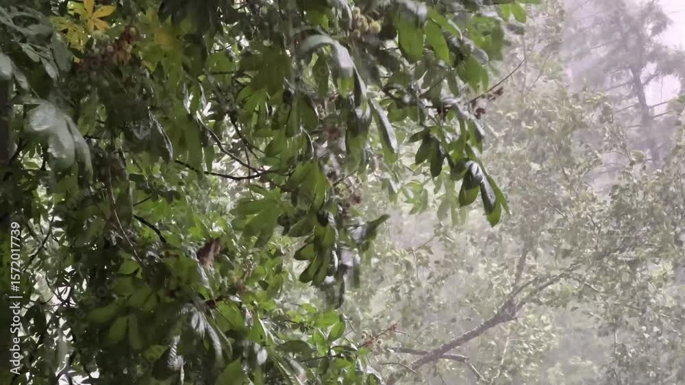 Severe storm with heavy rain and hail bending trees in strong wind during thunderstorm