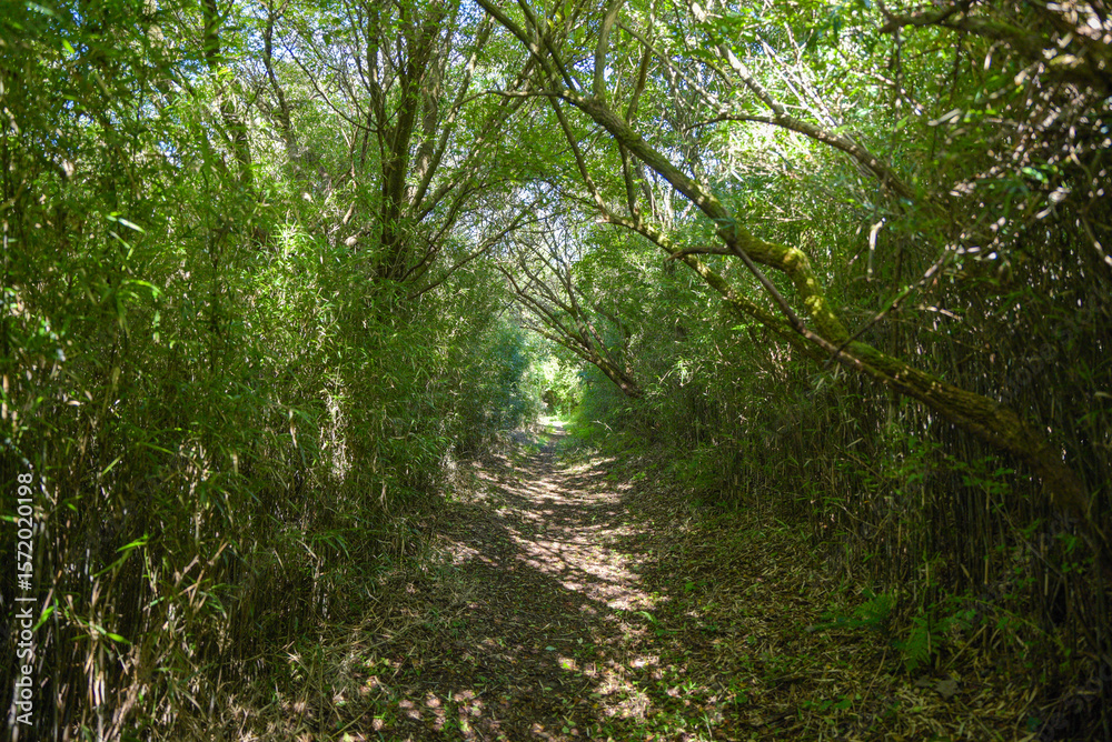 Fototapeta premium 岩戸山に続く木のトンネル