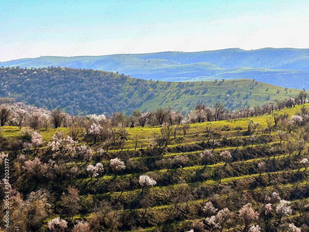 Obraz premium Blooming almond trees on terraced hillsides. Scenic spring landscape with rolling green hills and mountains. Agricultural orchard in a rural countryside.