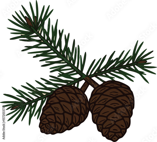 Pine cones with green pine branch vector illustration natural forest elements