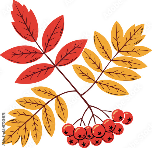 Rowan branch with red berries and autumn leaves vector illustration with yellow and red colors