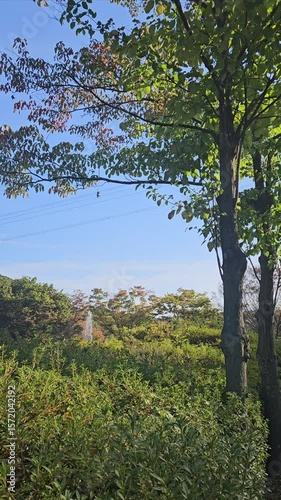 A wonderful fountain show in a beautiful forest pond