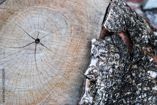 cross section of tree stump