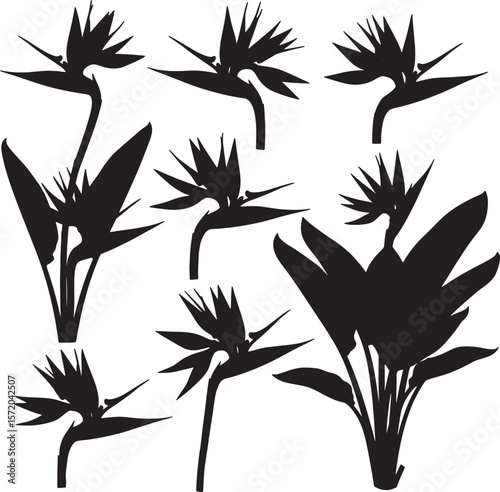 A captivating collection of bird of paradise flower and plant silhouettes, showcasing their exotic forms, ideal for tropical designs, vibrant patterns, and sophisticated decorative elements