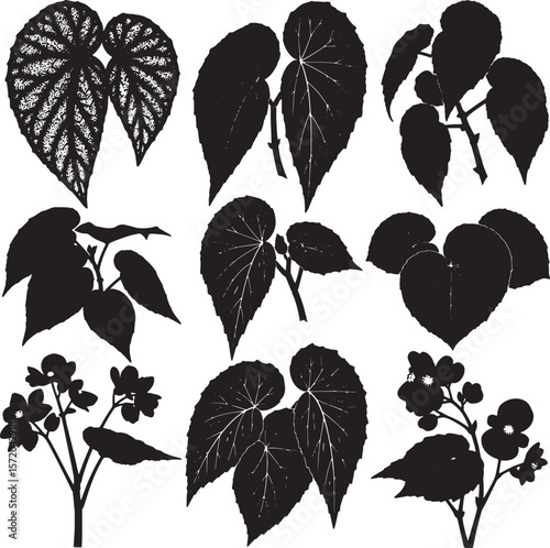 Collection of various begonia plant silhouettes with distinct leaf shapes and delicate flower clusters, ideal for botanical illustrations, garden themes, and natural decorative elements