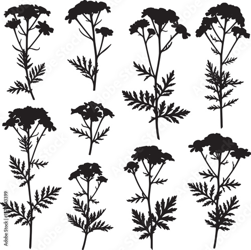 A detailed collection of yarrow flower and fern-like foliage silhouettes, showcasing natural botanical forms, perfect for herbal product designs, wild garden themes, and decorative patterns