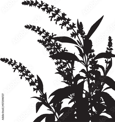 A cluster of salvia plant silhouettes, featuring tall flowering spikes and lush leaves, ideal for garden designs, natural illustrations, and elegant botanical-themed decorative patterns