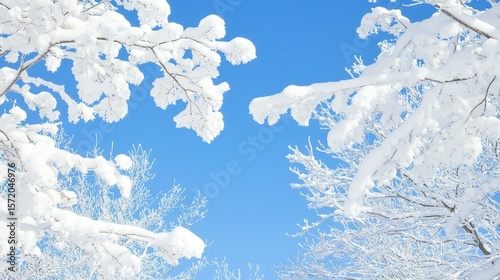 Snowy tree branches against a clear blue sky.