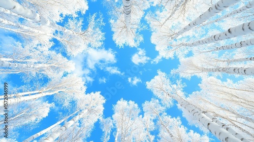 Frosty birch trees reach for a clear winter sky.