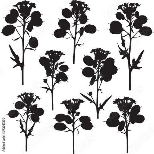 A detailed collection of black silhouette honesty plant illustrations, featuring various stems, leaves, and distinctive seed pods, perfect for botanical and natural designs
