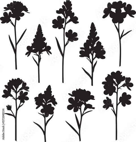A versatile collection of black silhouette mustard plant illustrations, featuring various detailed stems, leaves, and clustered flowers, perfect for botanical and natural designs