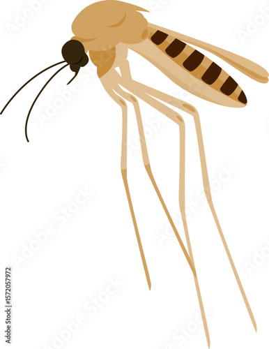 Illustration of a Mosquito Fly Insect