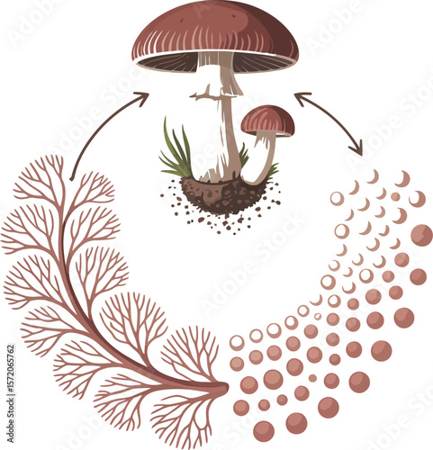 Illustration of mushroom life cycle with spores mycelium and mature mushrooms on a neutral background