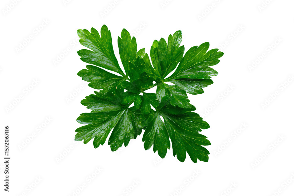 Fototapeta premium 3D Render a green plant with leaves on a white background