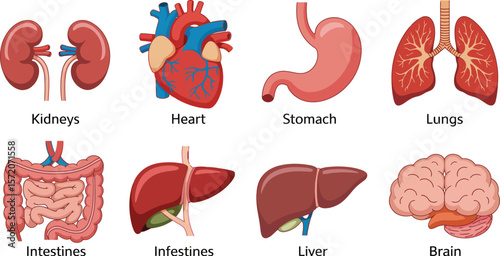 Illustration showing various human internal organs including heart lungs and brain on white background