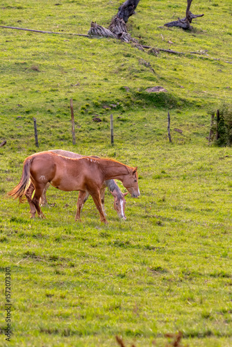 Horses running on the hill