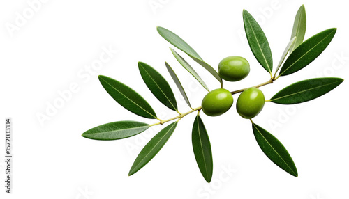 Wallpaper Mural Green olives on branch isolated on transparent background Torontodigital.ca