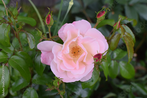Roseromantic, a summer-blooming rose