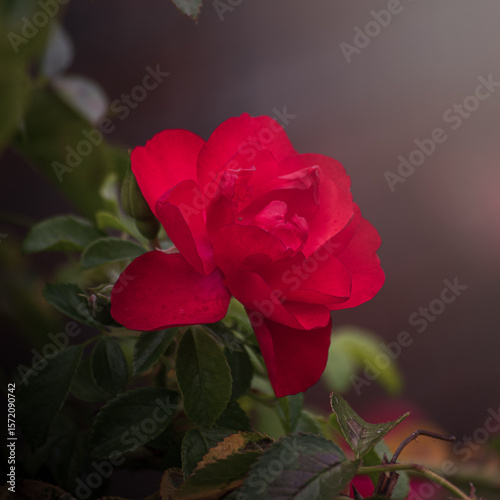 red rose in the garden