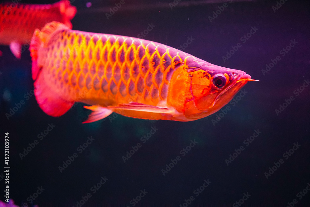 Obraz premium Various Aquatic Animals in Their Natural Habitat