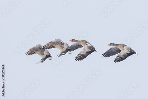 flock of Greylag Goose Anser anser flying in unison in Greifswald, Germany
