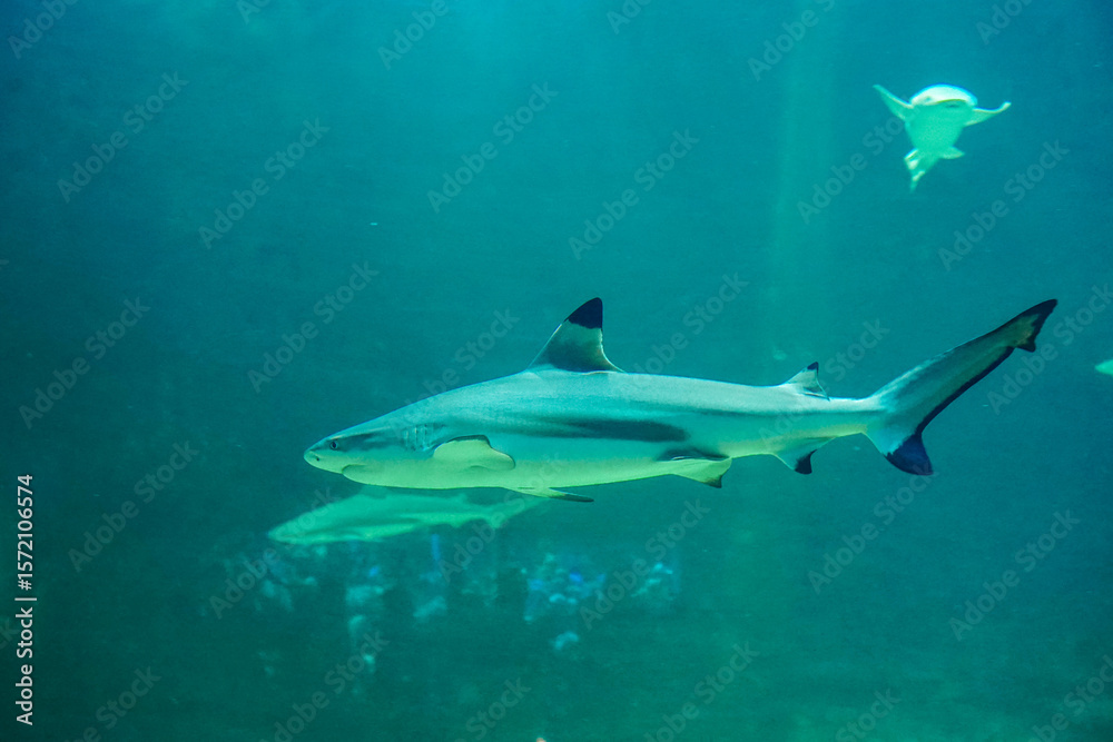 Various Aquatic Animals in Their Natural Habitat Various Aquatic Animals in Their Natural Habitat